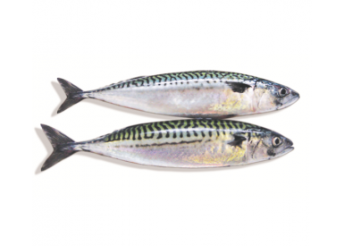 Cá Saba nhập khẩu