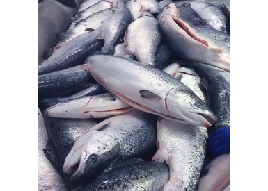 Cá hồi nguyên con đông lạnh