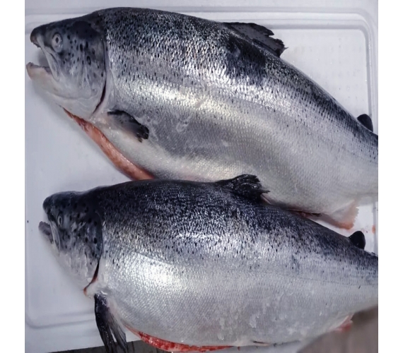 Cá hồi nguyên con đông lạnh