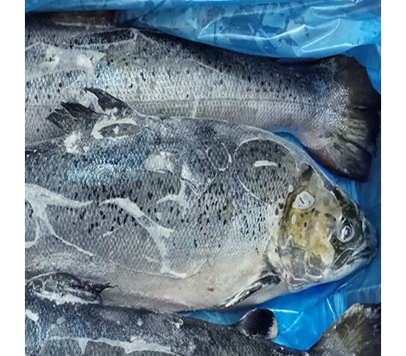 Cá hồi nguyên con đông lạnh