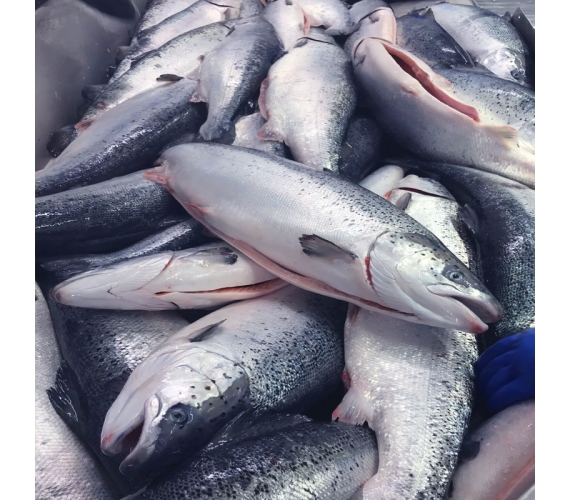 Cá hồi nguyên con đông lạnh